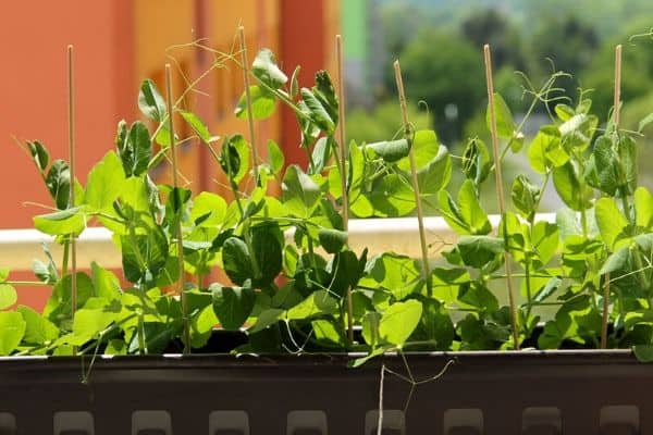 small window box garden