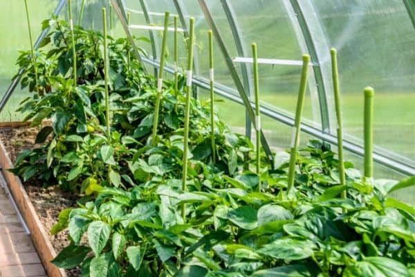 small greenhouse garden