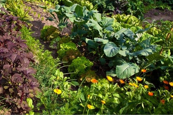 small vegetable garden