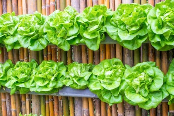 vertical garden fence