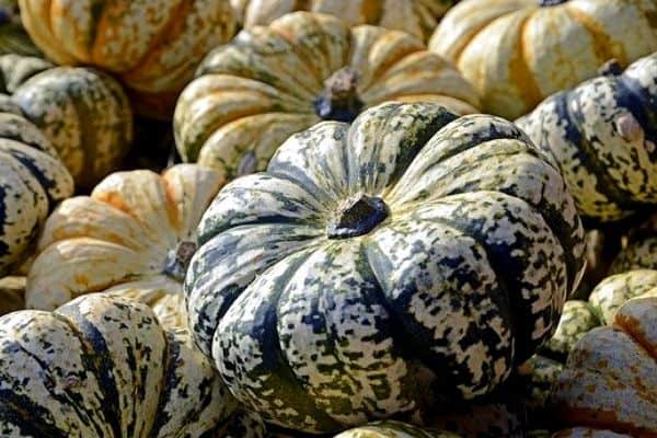 pumpkins grown vertically