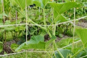 Read more about the article How To Grow Pumpkins Vertically