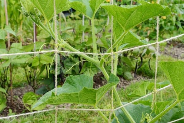 pumpkin vine on trellis