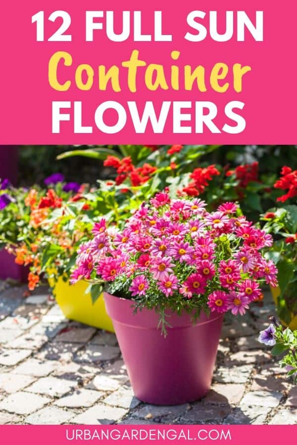 full sun container flowers