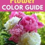 peony flower colors