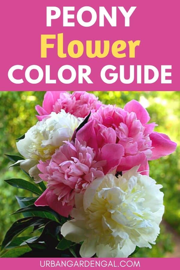 peony flower color guide