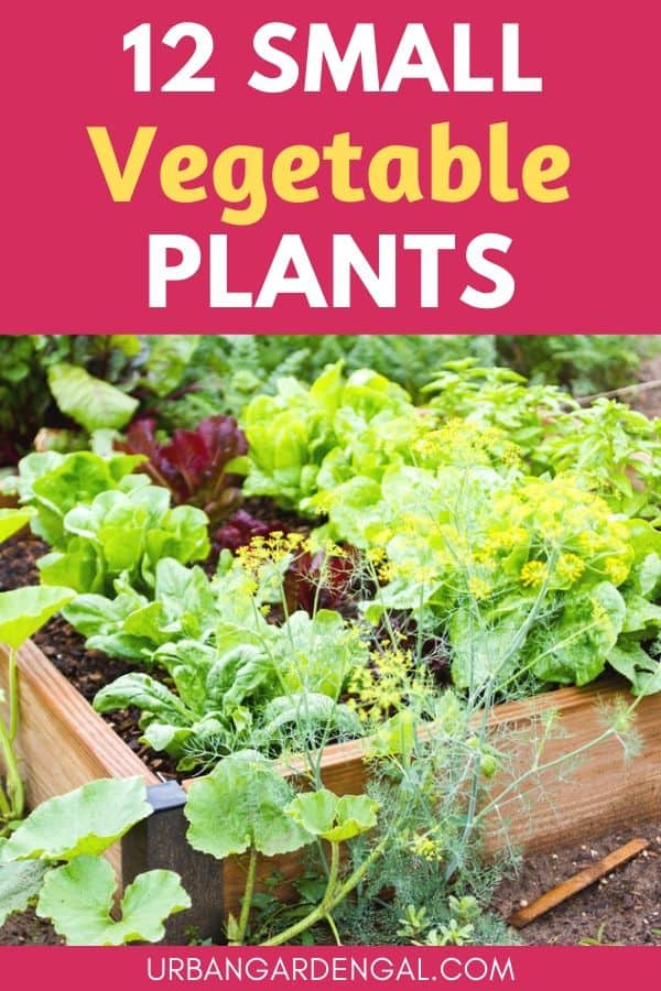 small vegetable plants