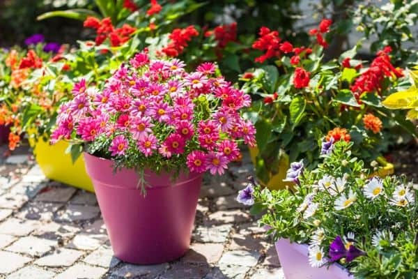 full sun container flowers