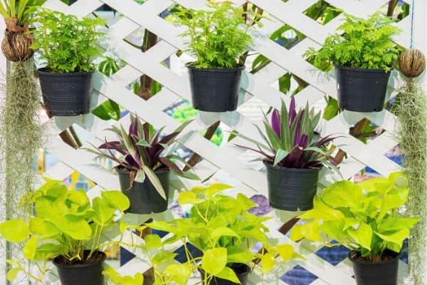 pots hanging on lattice fence