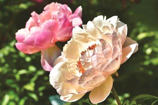 peony colors