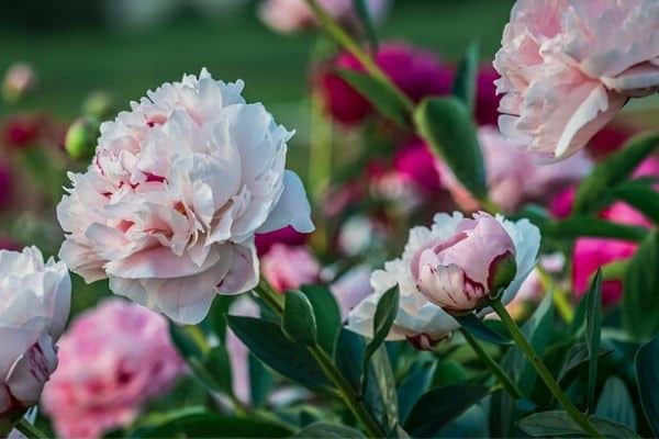 colorful peony flowers