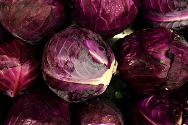 purple vegetable plants