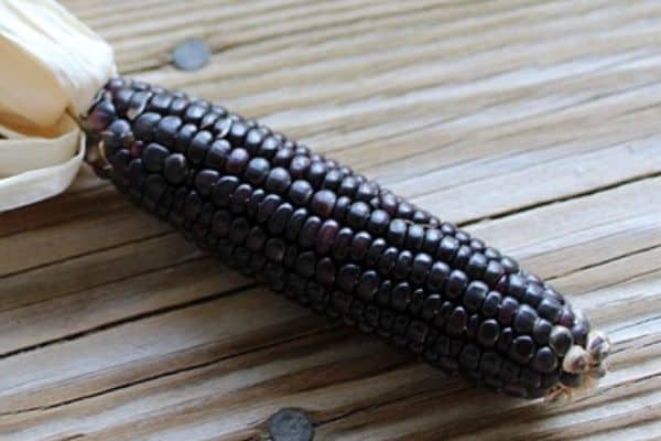 purple corn