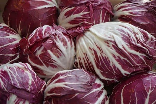 red radicchio 