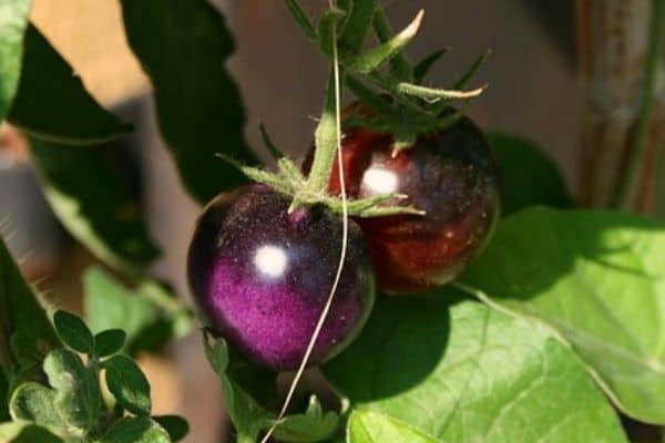 roxo tomate