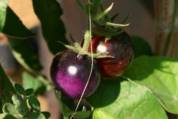 purple tomatoes