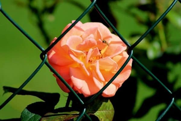 wire garden fence with rose