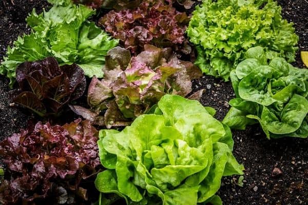 small lettuce plants