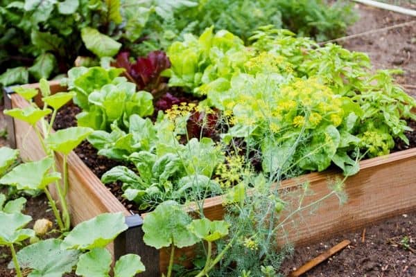 small vegetable garden