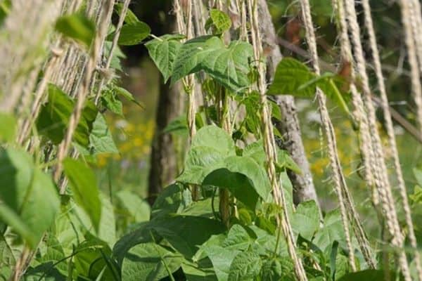 tall bean plants