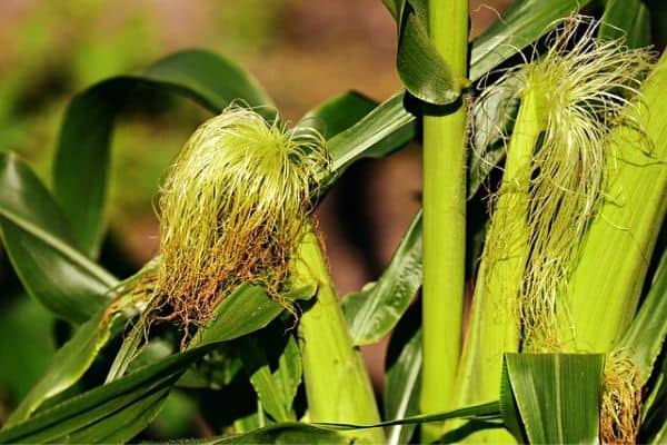 tall vegetable plants