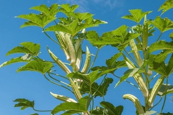 tall okra plant