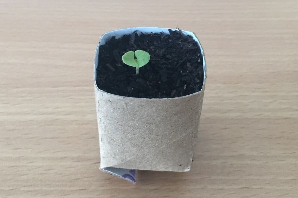 upcycled toilet roll planter