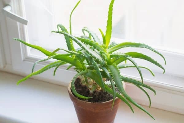 spiky aloe vera plant