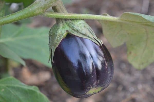 black vegetable plant