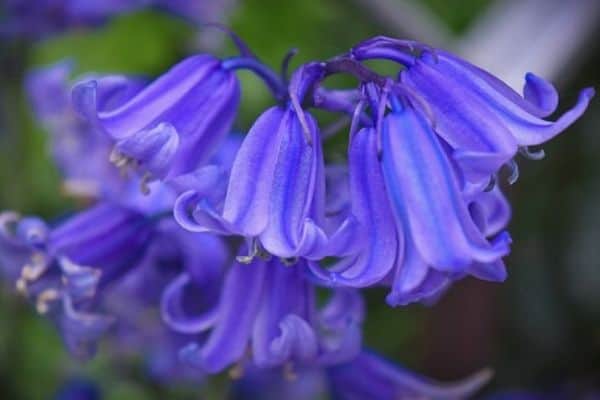 bluebells in the garden