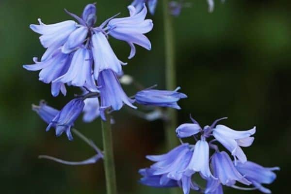 španělské bluebell květiny