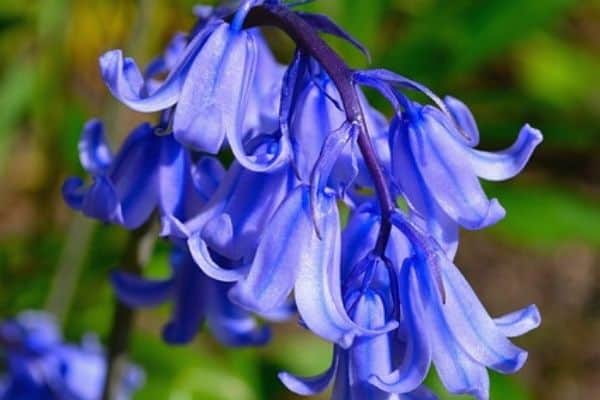 flor de campanilla azul