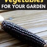 black colored vegetables