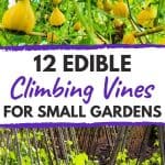 edible vines