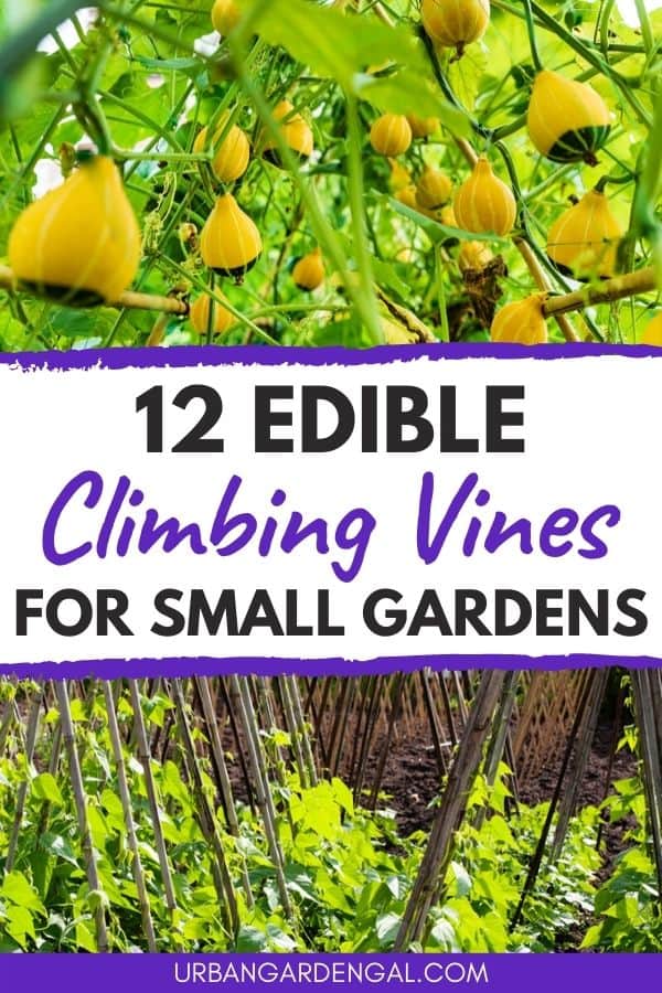 edible climbing vines