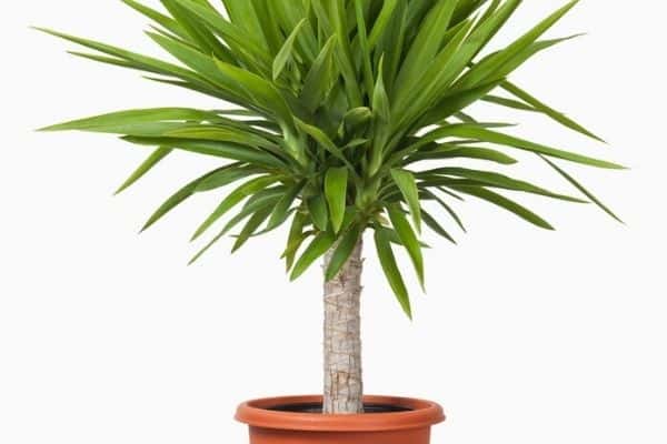 spiky houseplant