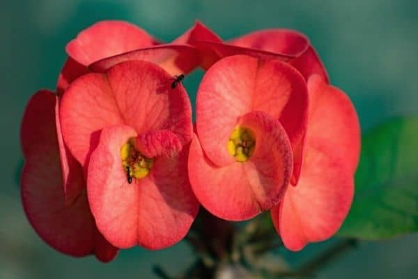 euphorbia flower