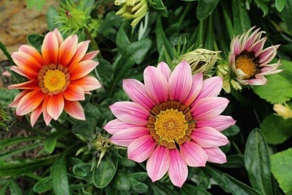 gazania flowers