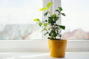 Read more about the article 12 Houseplants That Can Tolerate Direct Sunlight
