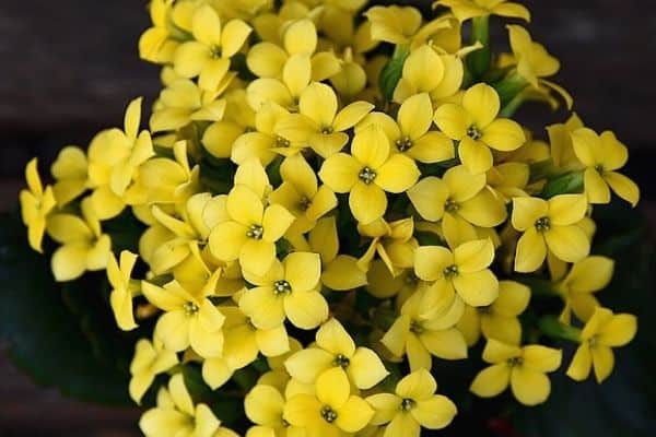 yellow kalanchoe plant