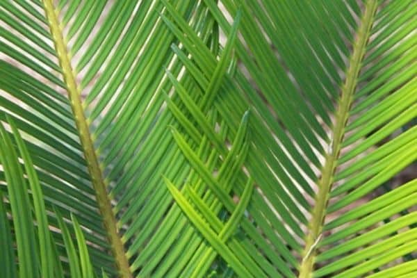 sago palm plant