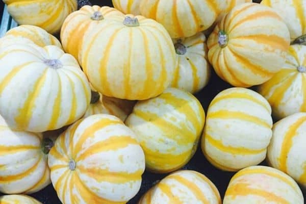 small pumpkin varieties