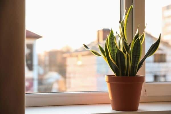 snake plant on sunny windowsill