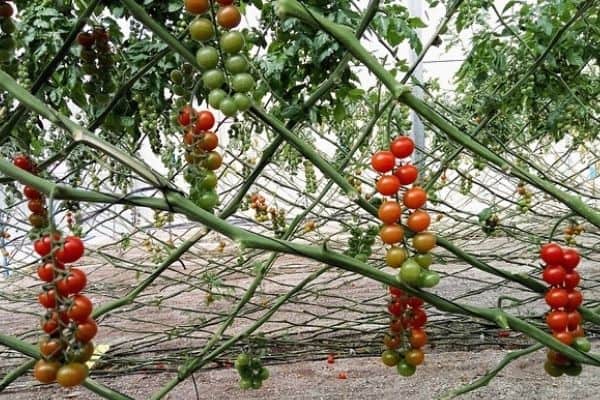 tomato vines