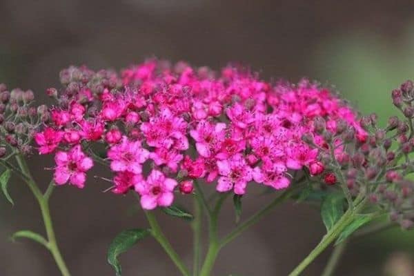 valerian flower