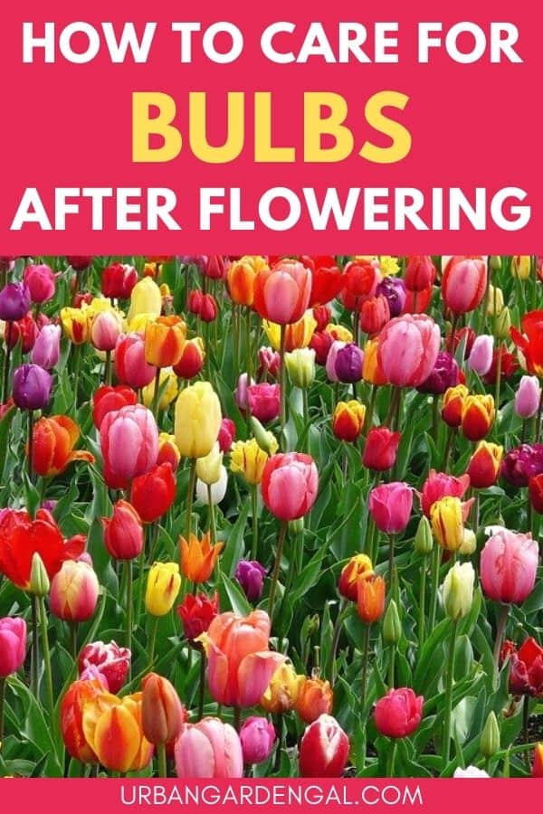 caring for bulbs after flowering