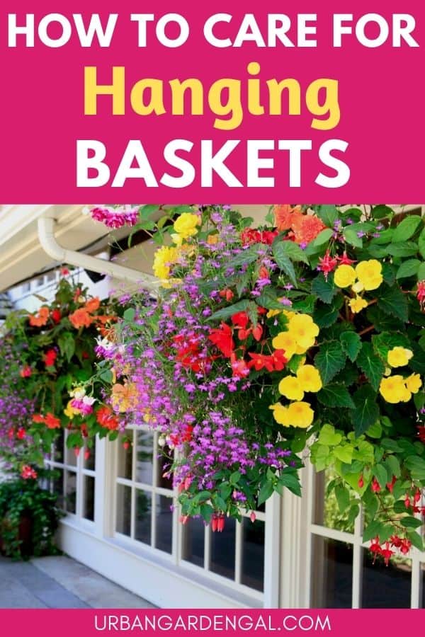 hanging flower basket care