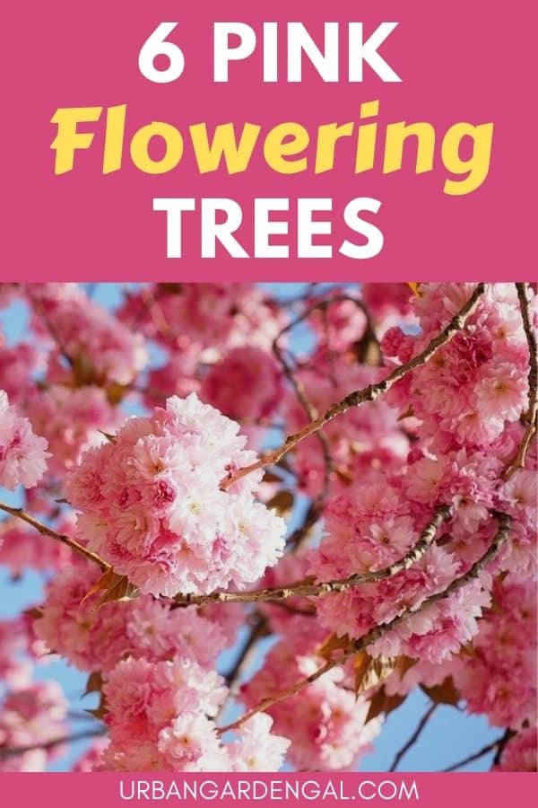 trees with pink flowers