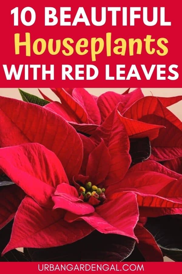 red houseplants