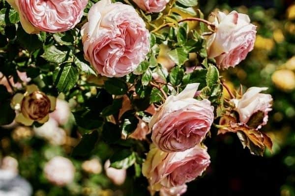 drooping rose bush 2 Why is My Rose Plant Wilting